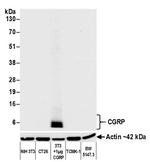 CGRP Antibody in Western Blot (WB)