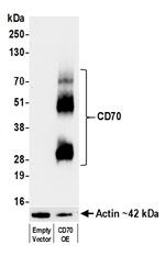 CD70 Antibody in Western Blot (WB)