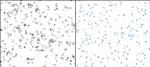 iNOS Antibody in Immunocytochemistry (ICC/IF)