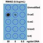 5-Carboxylcytosine Antibody in Dot Blot (DB)