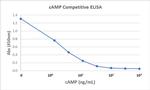 cAMP Antibody in ELISA (ELISA)