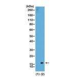 H3K36me2 Antibody in Western Blot (WB)