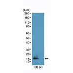 H3K9me2/H3K14ac Antibody in Western Blot (WB)