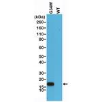 H3.3 G34W oncohistone mutant Antibody in Western Blot (WB)