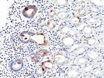 Helicobacter pylori Antibody in Immunohistochemistry (Paraffin) (IHC (P))