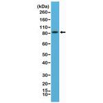 PSD-95 Antibody in Western Blot (WB)