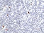 Granzyme B Antibody in Immunohistochemistry (Paraffin) (IHC (P))