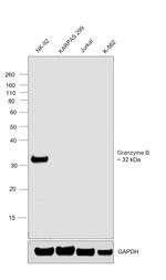 Granzyme B Antibody in Western Blot (WB)