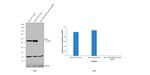 Cytokeratin 8 Antibody in Western Blot (WB)