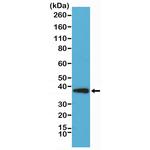 Synaptophysin Antibody in Western Blot (WB)