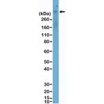 MERTK Antibody in Western Blot (WB)