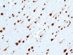 NeuN Antibody in Immunohistochemistry (Paraffin) (IHC (P))