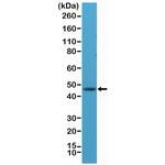 NeuN Antibody in Western Blot (WB)