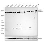 JMJD1B Antibody in Western Blot (WB)