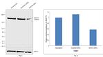 JMJD1B Antibody in Western Blot (WB)