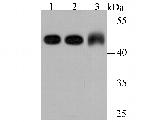 gamma Tubulin Antibody in Western Blot (WB)