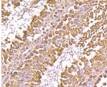 GRP94 Antibody in Immunohistochemistry (Paraffin) (IHC (P))