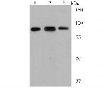 GRP94 Antibody in Western Blot (WB)