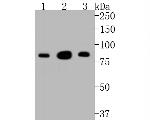 PSD-95 Antibody in Western Blot (WB)