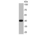 ERK1 Antibody in Western Blot (WB)