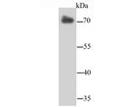 Lamin B2 Antibody in Western Blot (WB)