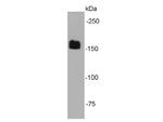 EEA1 Antibody in Western Blot (WB)