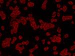 JAK2 Antibody in Immunocytochemistry (ICC/IF)