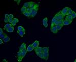 Desmin Antibody in Immunocytochemistry (ICC/IF)