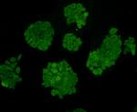 Desmin Antibody in Immunocytochemistry (ICC/IF)