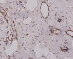 Desmin Antibody in Immunohistochemistry (Paraffin) (IHC (P))