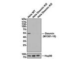 Desmin Antibody in Western Blot (WB)