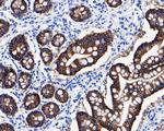 Claudin 7 Antibody in Immunohistochemistry (Paraffin) (IHC (P))