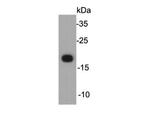 Claudin 7 Antibody in Western Blot (WB)