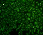 ERK2 Antibody in Immunocytochemistry (ICC/IF)