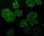 ERK2 Antibody in Immunocytochemistry (ICC/IF)