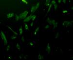 ERK2 Antibody in Immunocytochemistry (ICC/IF)