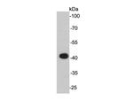 ERK2 Antibody in Western Blot (WB)