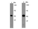 beta Tubulin Antibody in Western Blot (WB)