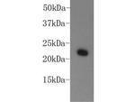 HP1 alpha Antibody in Western Blot (WB)