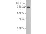 Complement C3b Antibody in Western Blot (WB)