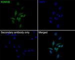 JMJD1B Antibody in Immunocytochemistry (ICC/IF)