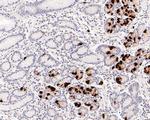 Gastrin Antibody in Immunohistochemistry (Paraffin) (IHC (P))