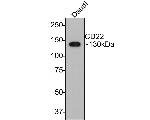 CD22 Antibody in Western Blot (WB)