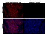 c-Kit Antibody in Immunohistochemistry (Paraffin) (IHC (P))