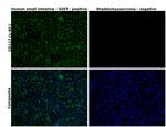 c-Kit Antibody