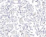 Myeloperoxidase Antibody in Immunohistochemistry (Paraffin) (IHC (P))