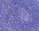 Myeloperoxidase Antibody in Immunohistochemistry (Paraffin) (IHC (P))