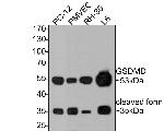 GSDMD Antibody in Western Blot (WB)