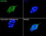 RICTOR Antibody in Immunocytochemistry (ICC/IF)