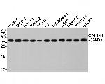 GAPDH Antibody in Western Blot (WB)